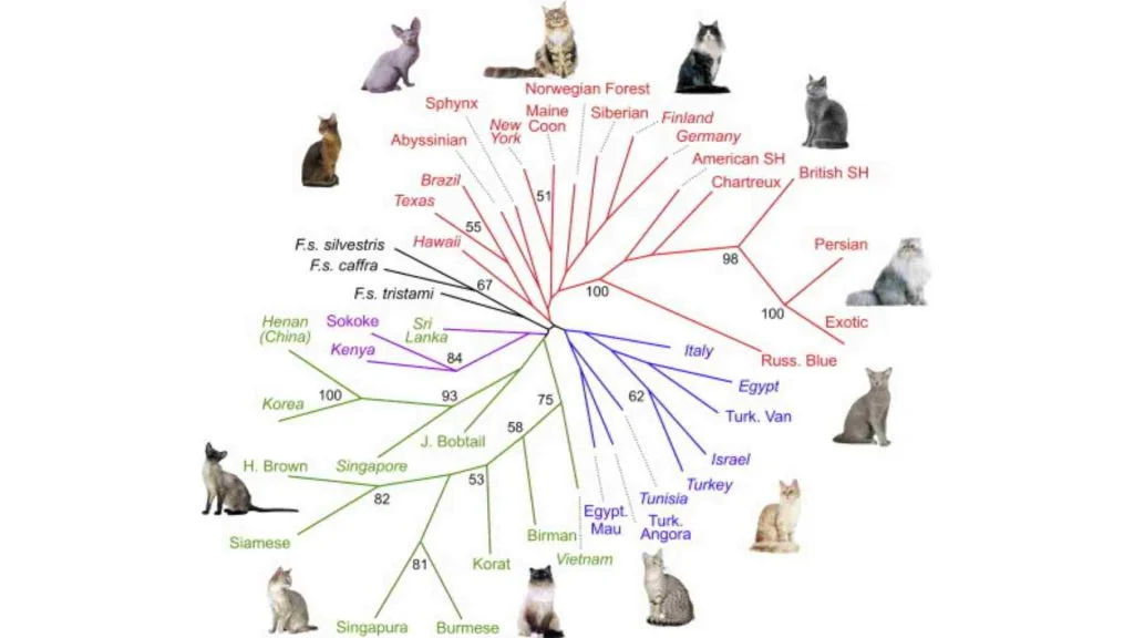 Kedi Cinsleri - Kedi Türleri ve Özellikleri 3 kedi soyağacını gösteren grafik