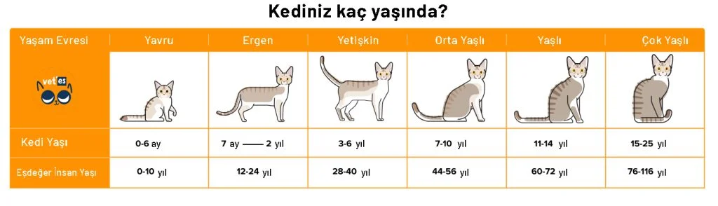 Kedi Yaşı Hesaplama Aracı 5 Kedi Yaşı Hesaplama Aracı