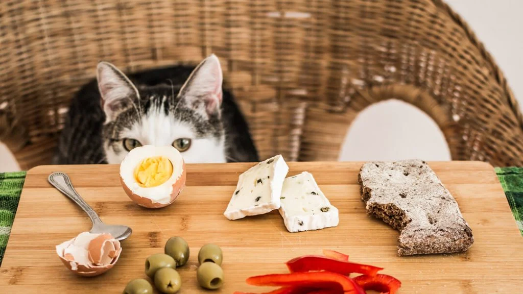 Dişi Ve Erkek Kedi İsimleri Önerileri (Popüler) 13 kediler için yiyecek ismi