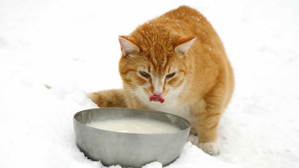kediler inek sütü içemez