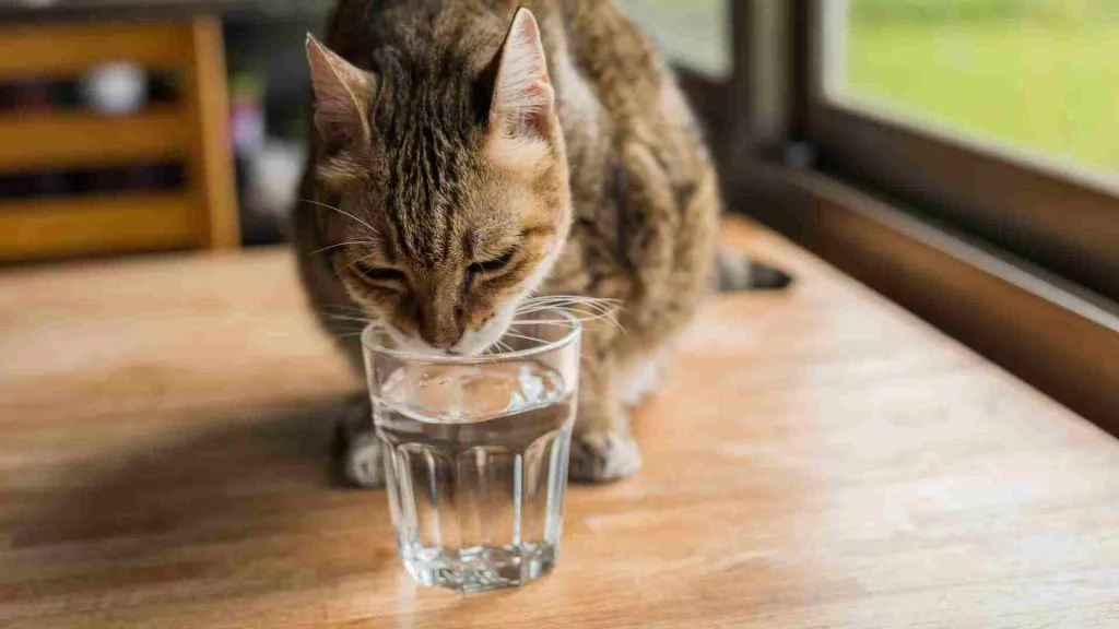 Kedi Yaşı Hesaplama Aracı 4 kedim şu an kaç yaşında