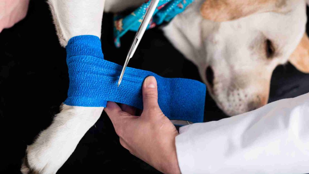 sağ ön patisi mavi renkli bir bandajla sarılımış Acil Tıbbi Bakım sunulan golden retriever cinsi bir köpek