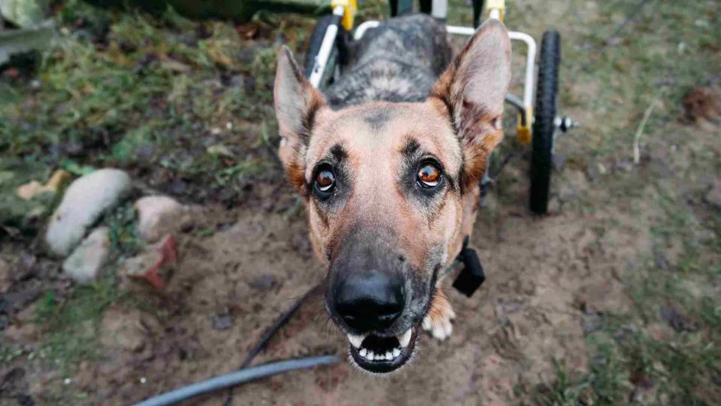 Hayvan Rehabilitasyon Merkezi 2 köpek ayak desteği