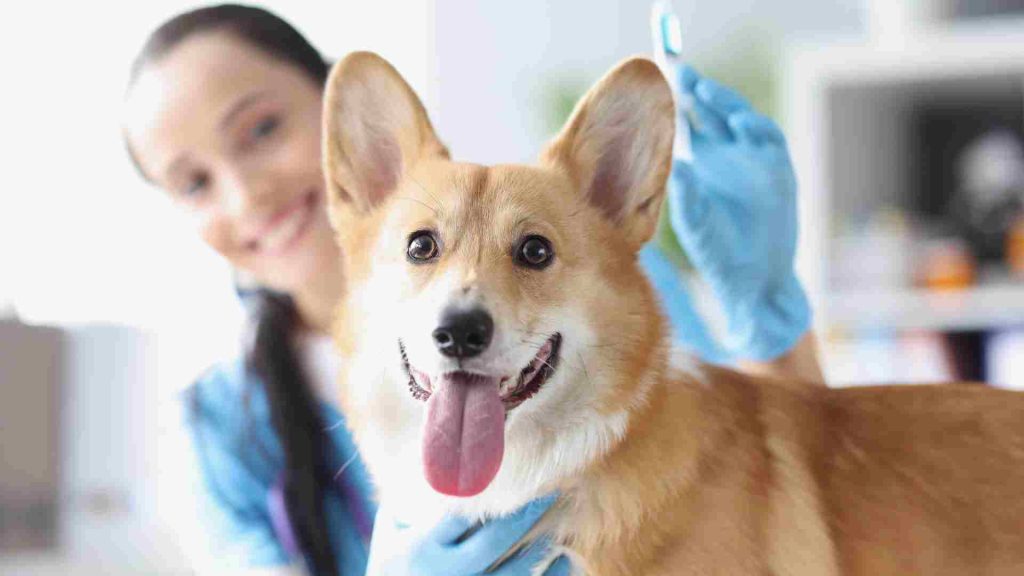 Veteriner hekim aşı hizmeti kapsamında sevimli köpekle beraber.