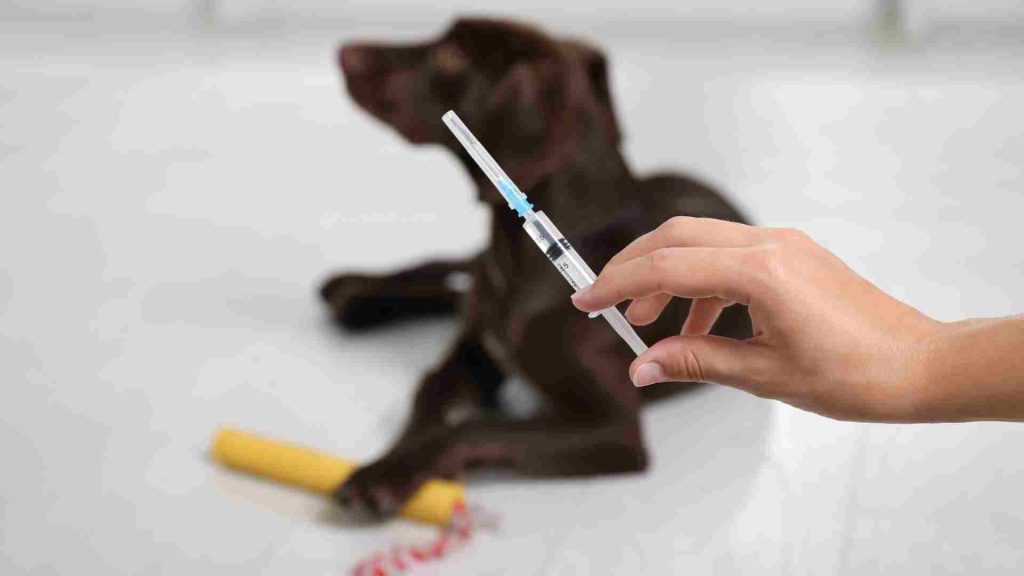 köpek aşı zamanı