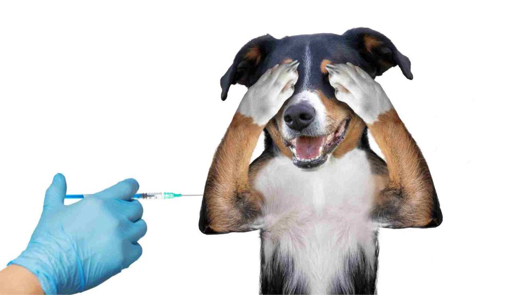 köpekler aşıdan korkar mı