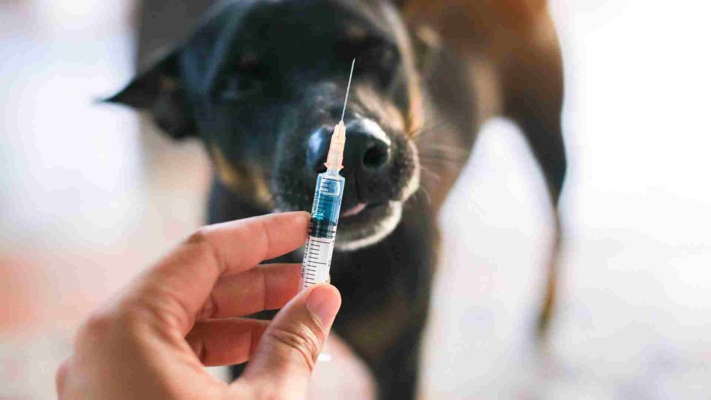 köpek aşıları yaptırma