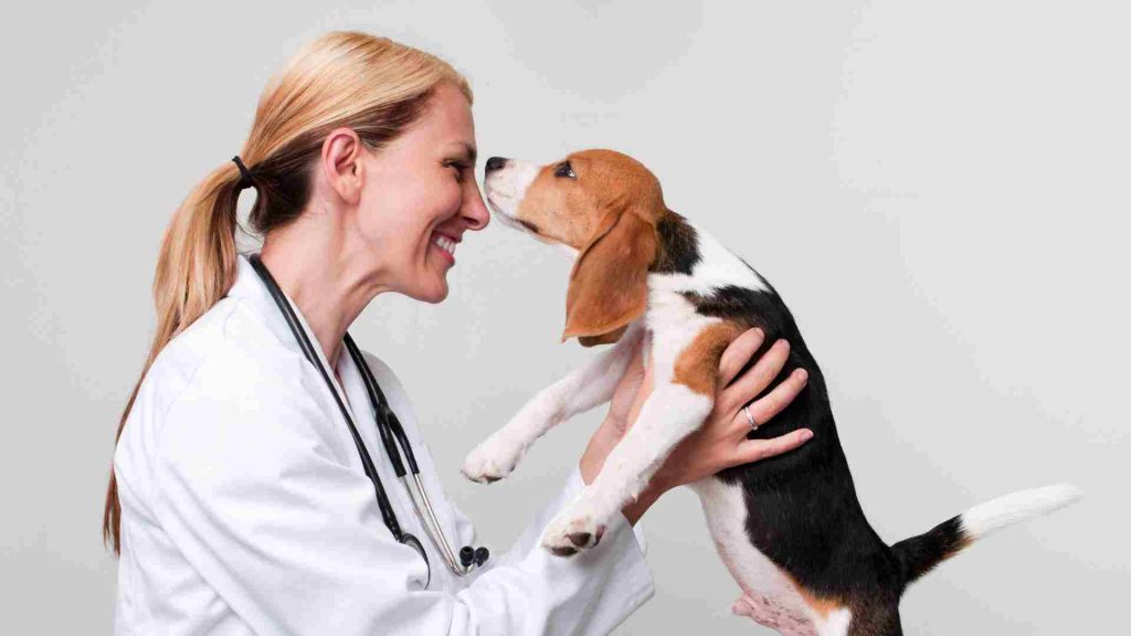 köpek davranış terapisi