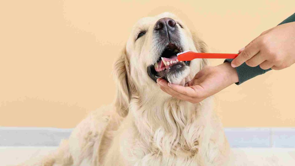 köpek diş bağışıklık sistemine etkisi