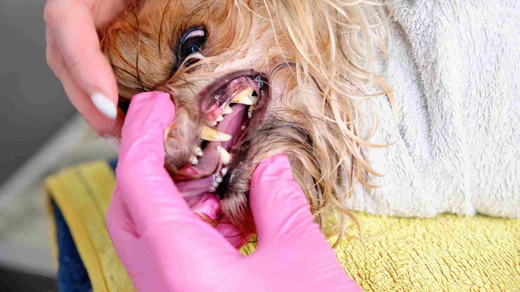 köpek çürük diş