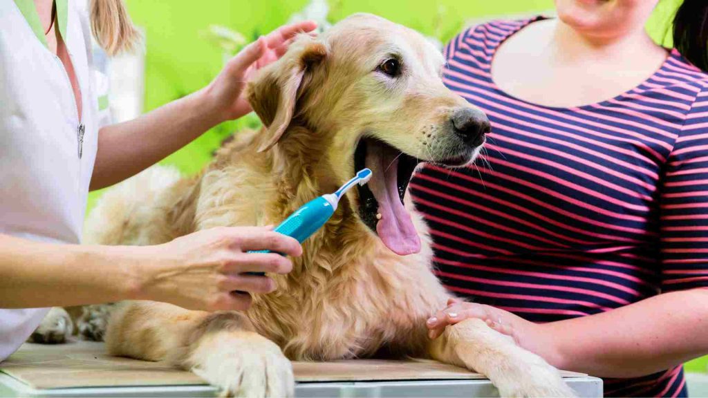köpek diş sağlığı