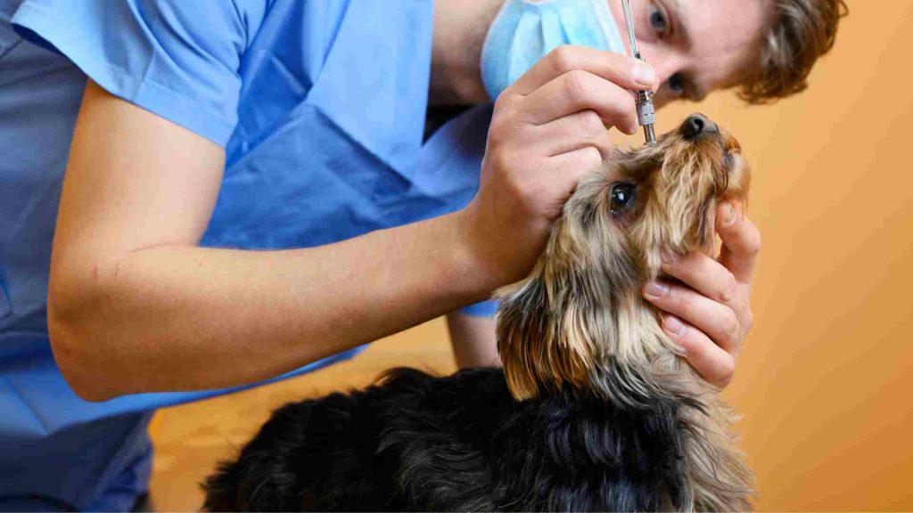 köpeğin göz muayenesini yapan erkek veteriner hekim
