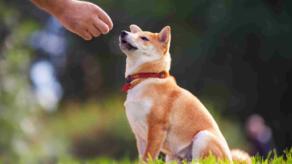 kademeli köpek eğitimi
