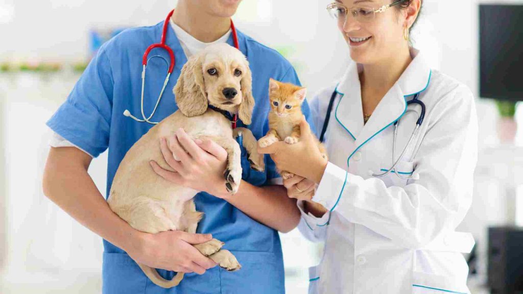 kedi ve köpek aşı takvimi