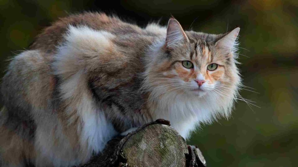 norveç orman kedisi bir ağaç üzerinde dikkatlice etrafı izliyor