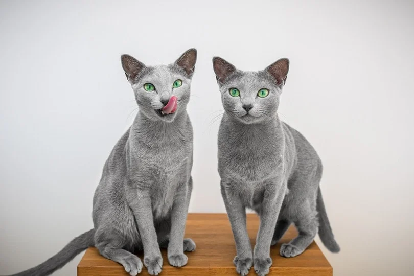 Dişi Ve Erkek Kedi İsimleri Önerileri (Popüler) 3 russian blue kedi isim önerisi