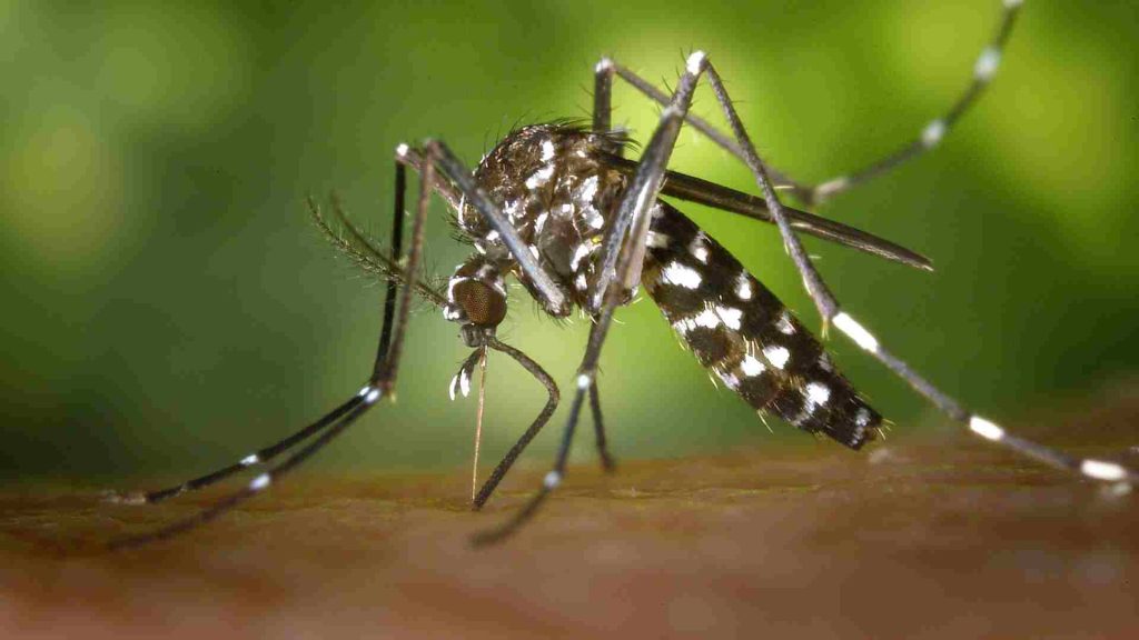 sivrisinek bulaşıcı hastalık