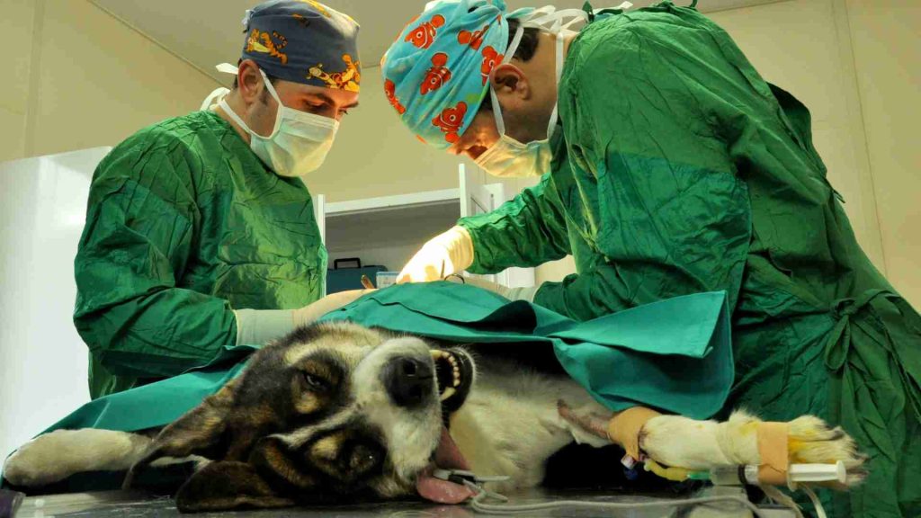 Uzman veteriner hekimler sibirya kurdu cinsi köpeğe Acil Tıbbi bakımda cerrahi müdahalelerde bulunuyor.