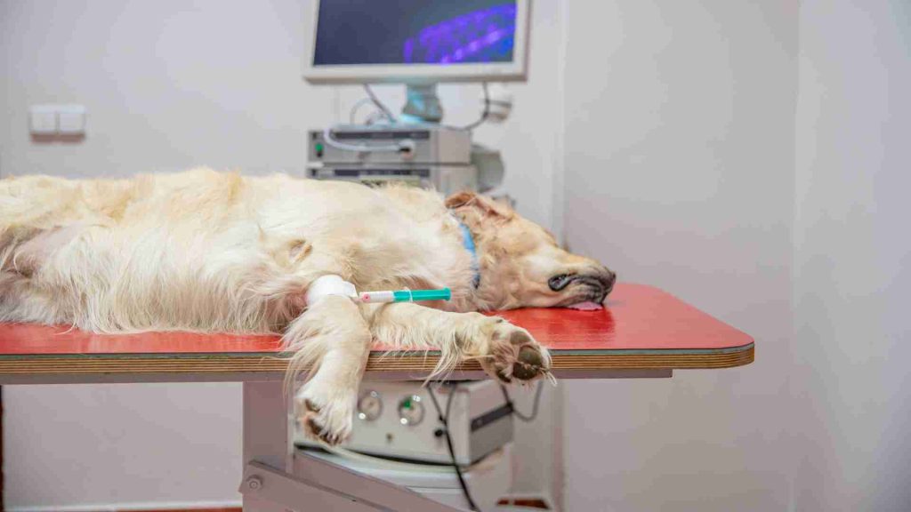 Acil tıbbi bakımda gerekli tanı testleri yapılan bir köpek