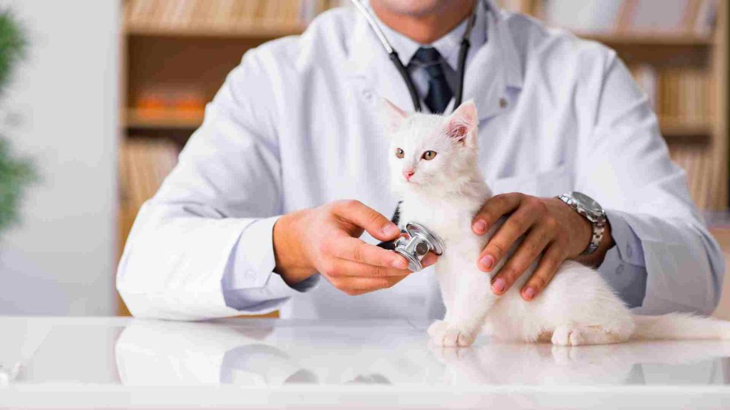 yavru kedi sağlık kontrolleri yapma