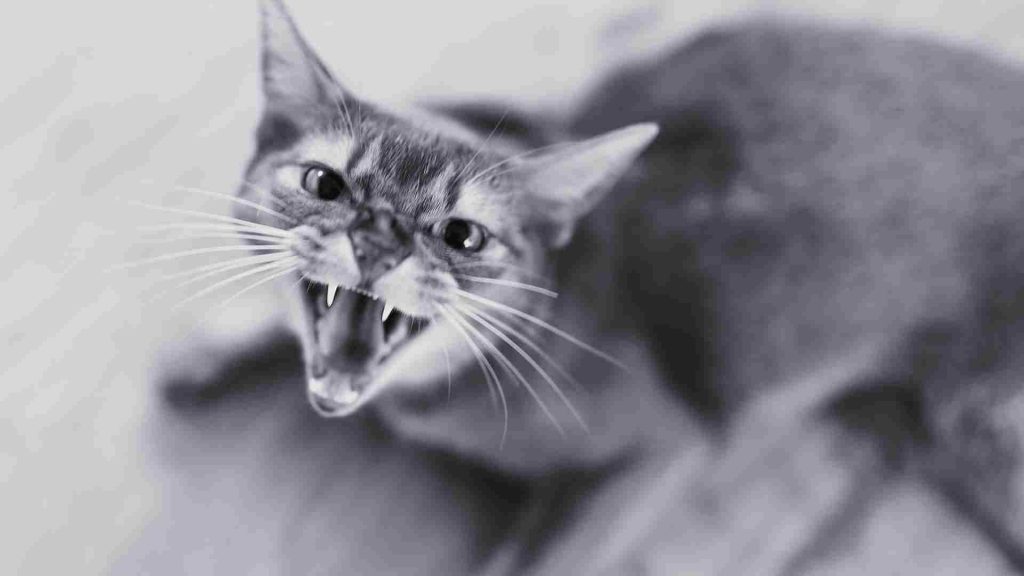 Kedi Sistit Agresif Davranış