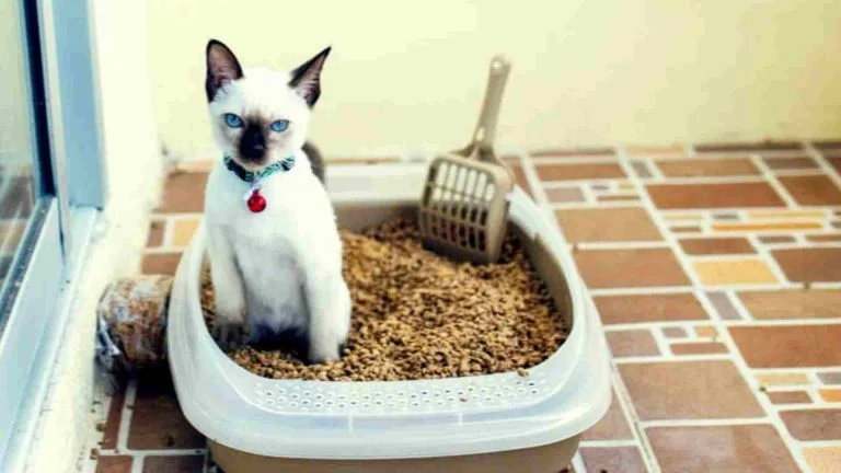 Kedi Sistit Hastalığı Tedavisi 6 Kedi Sistit Hastalığı Tedavisi