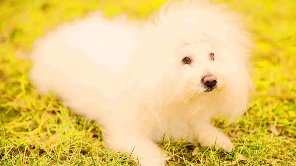 Bolognese köpeği yeşil otlar üzerinde yatıyor.