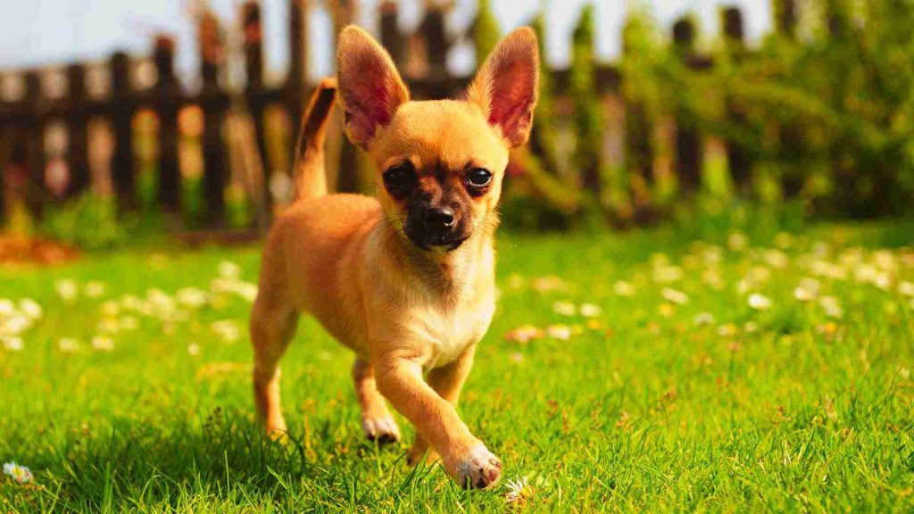 Chihuahua güneşli bir bahçede mutlu bir şekilde dolaşıyor.