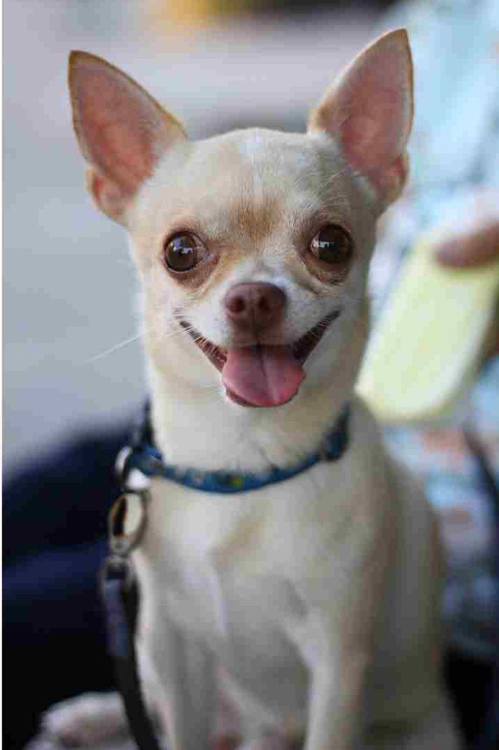 beyaz Chihuahua gülümsüyor.
