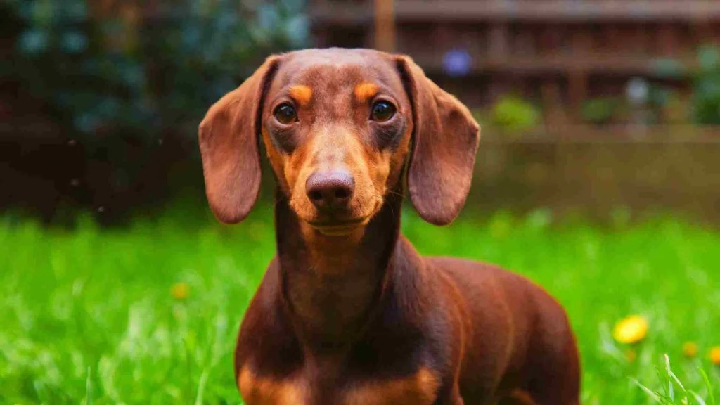 Dachshund Yeşil bir bahçede.