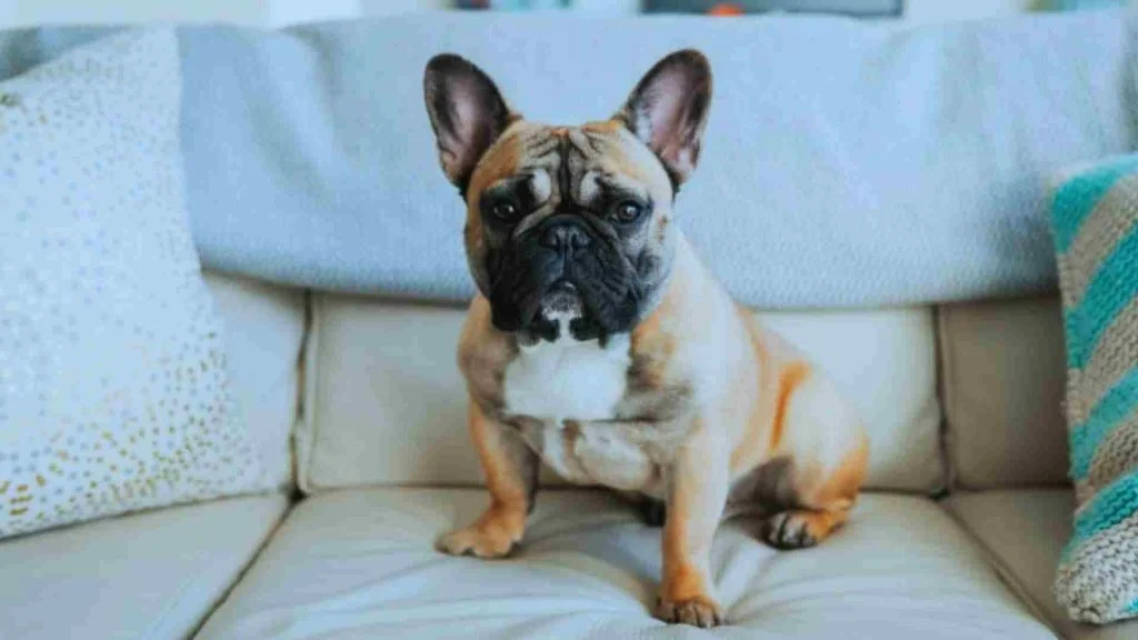 French Bulldog beyaz kanepe de oturuyor.