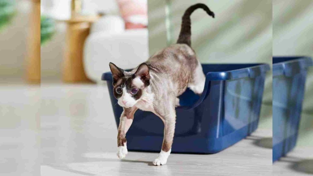 frisco kedi kum kabı