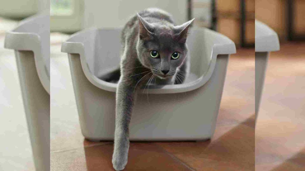 Frisco gri kedi kum kabı