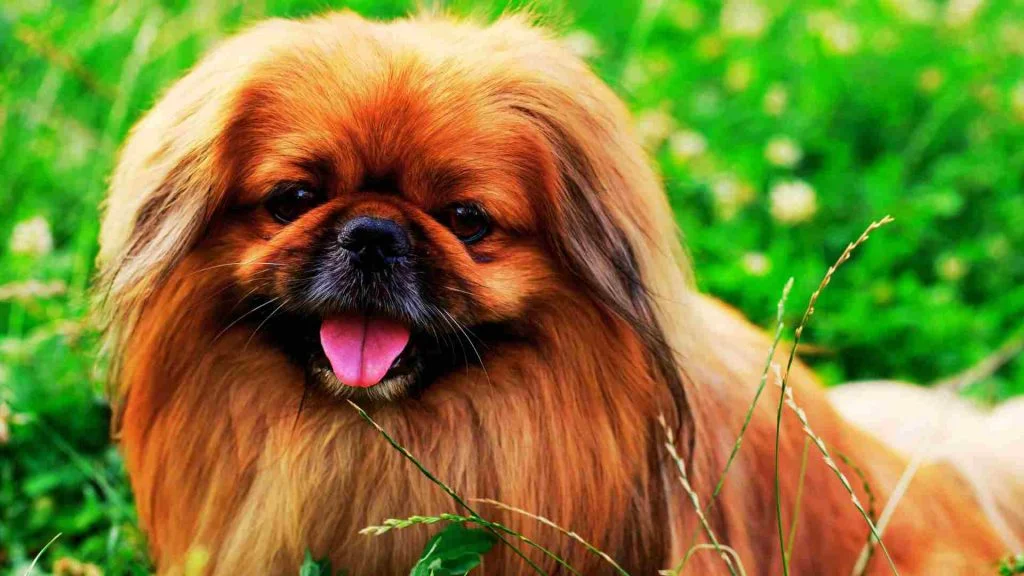 Pekingese taze otların içinde rahat bir şekilde oturuyor.