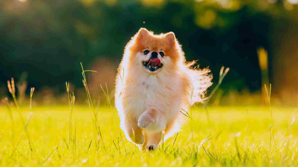 Pomeranian güneşli bir bahçede koşuyor.