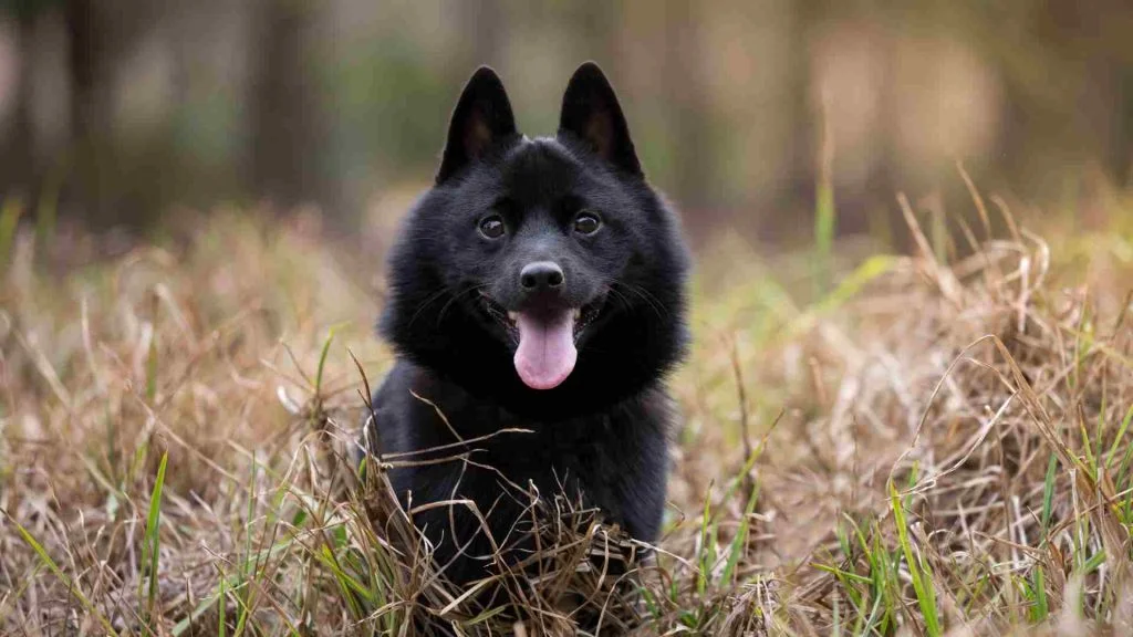 Siyah Schipperke sonbaharda sararmış otlar arasında kameraya bakıyor.