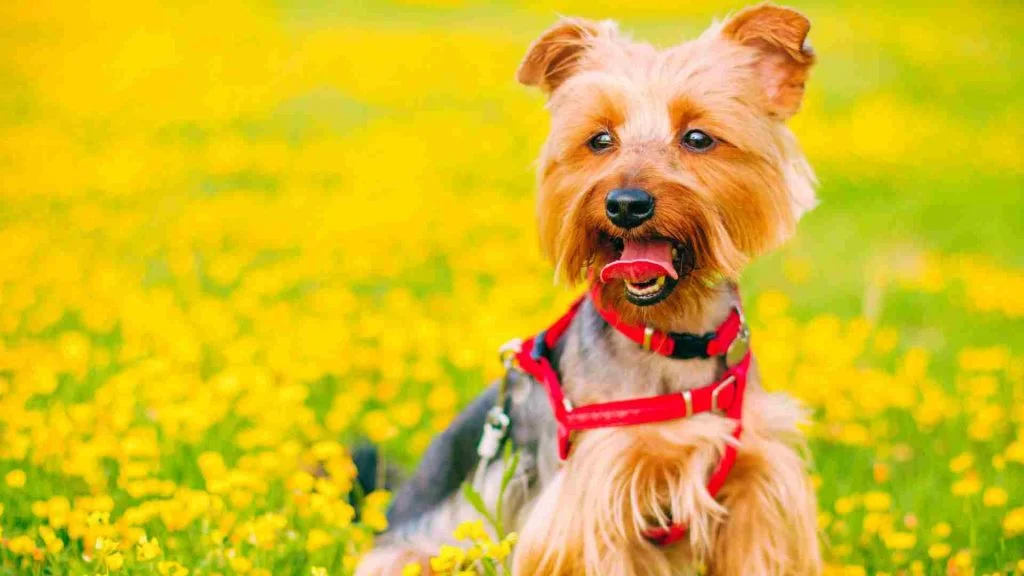 Yorkshire Terrier sarı siçeklerle dolu bir alanda kırmızı göğüslüğü ile etrafı izliyor.