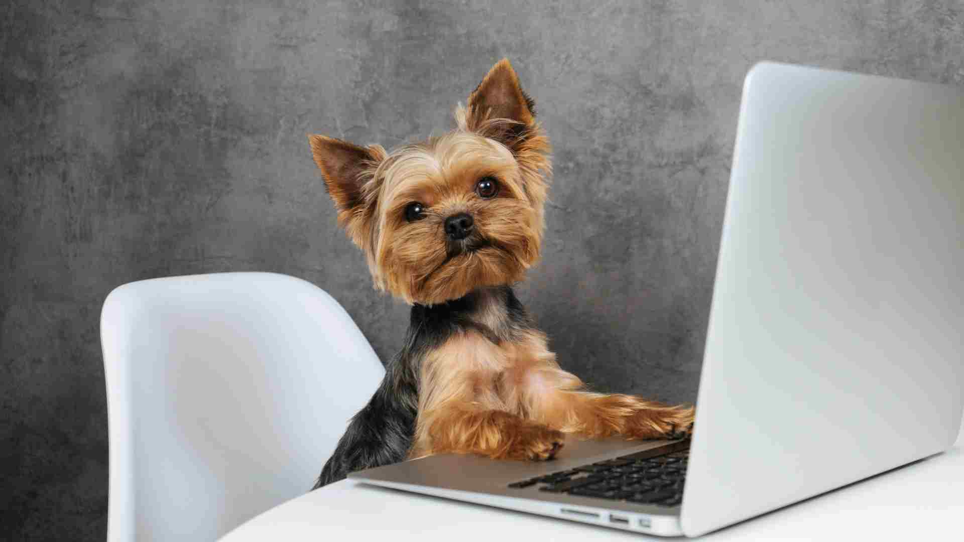 Yorkshire Terrier dizüstü bilgisayar başında oturuyor.