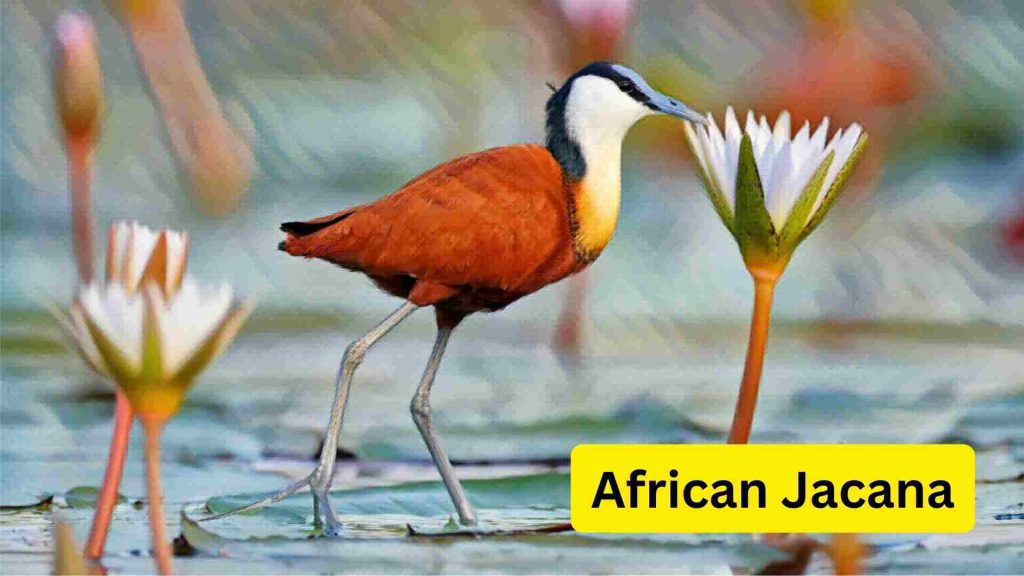 African Jacana kuş türü