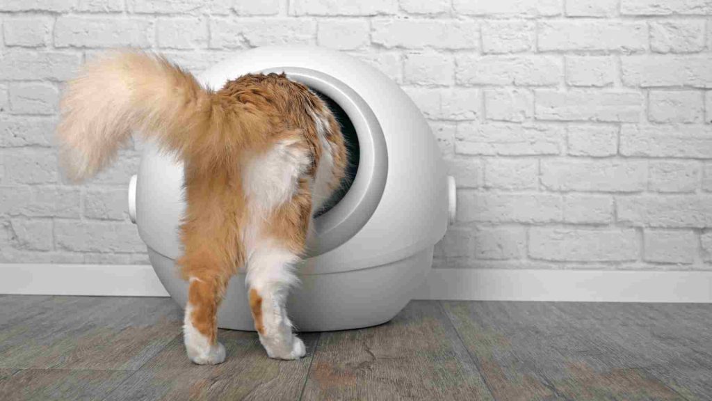 akıllı kedi tuvaleti özellikleri