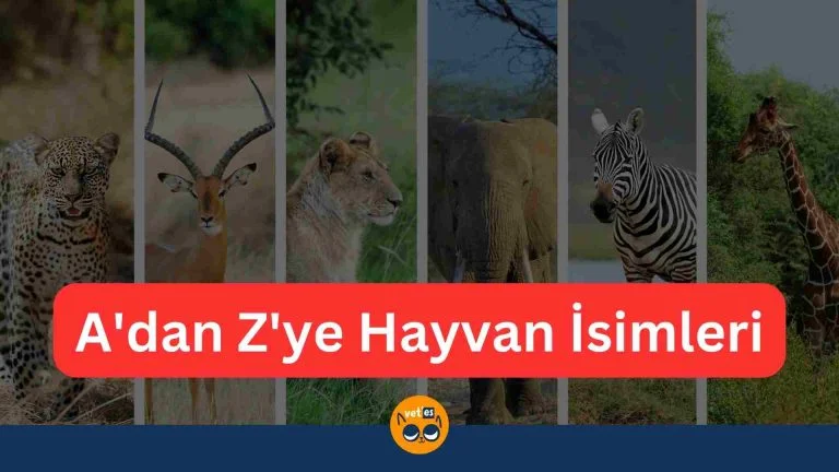 Alfabetik Hayvan İsimleri