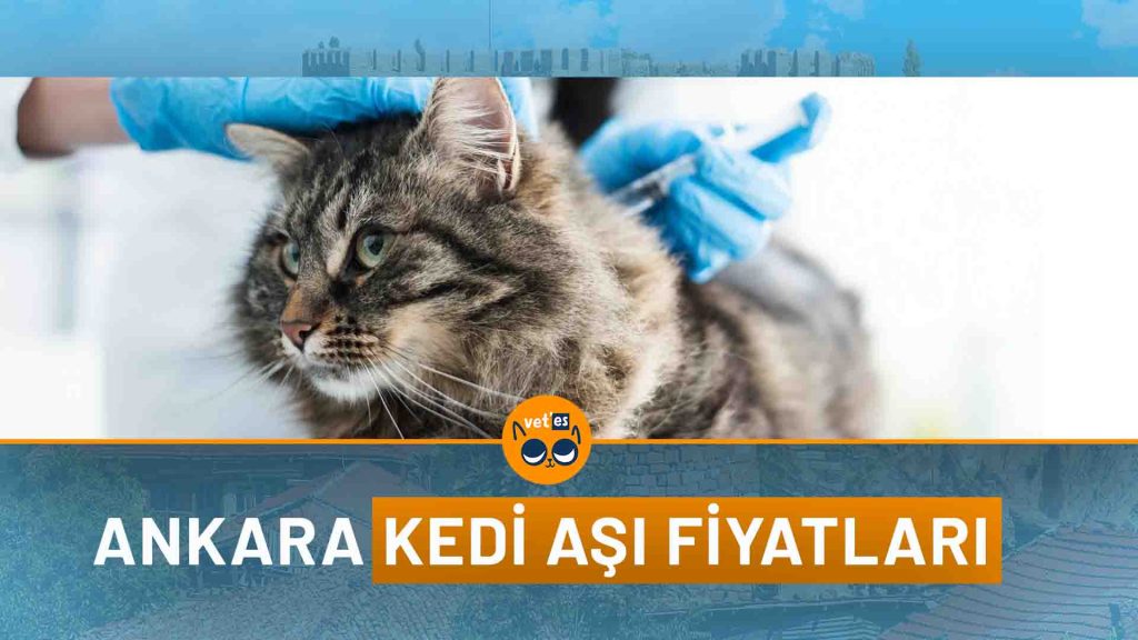 Kedi Aşı Fiyatları Ankara