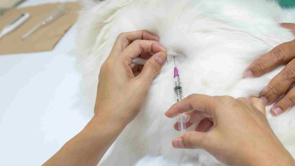 ankara kedi aşısı yaptırma