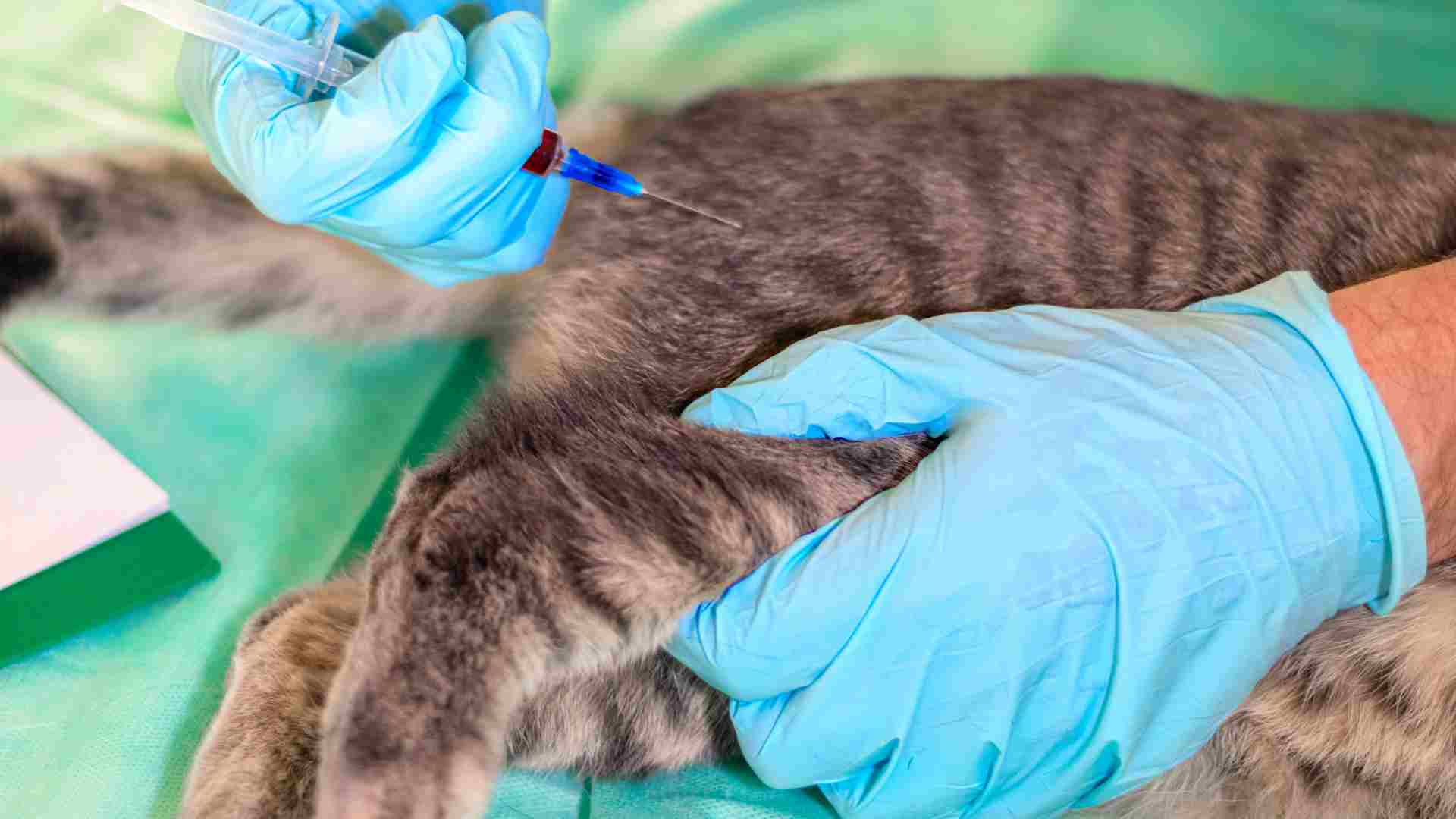Ankara kedi parazit aşıları