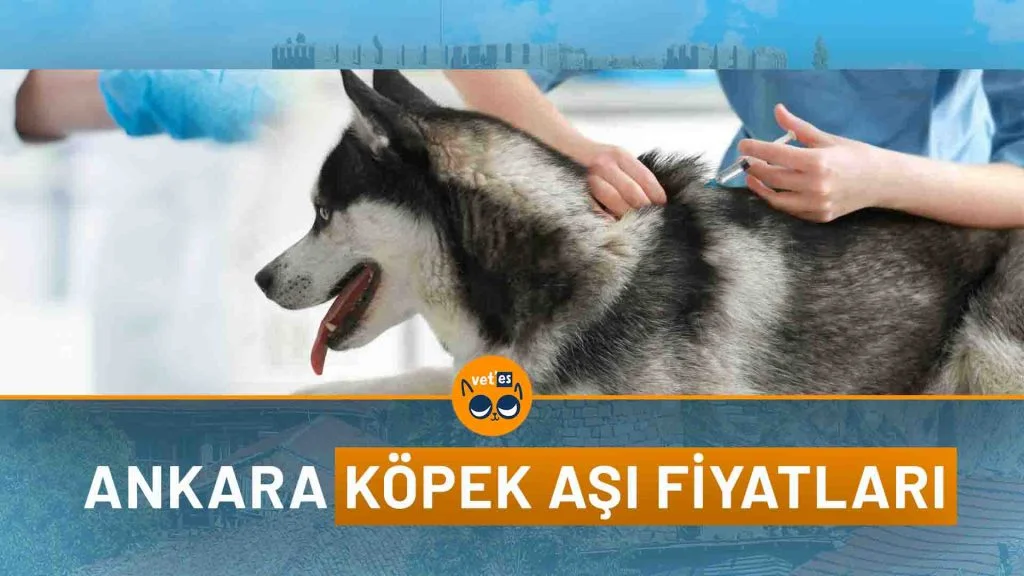Köpek Aşı Fiyatları 3 Köpek Aşı Hizmeti