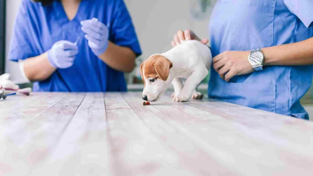 Köpek Aşı Fiyatları 2 Köpek Aşı Fiyatları Ankara