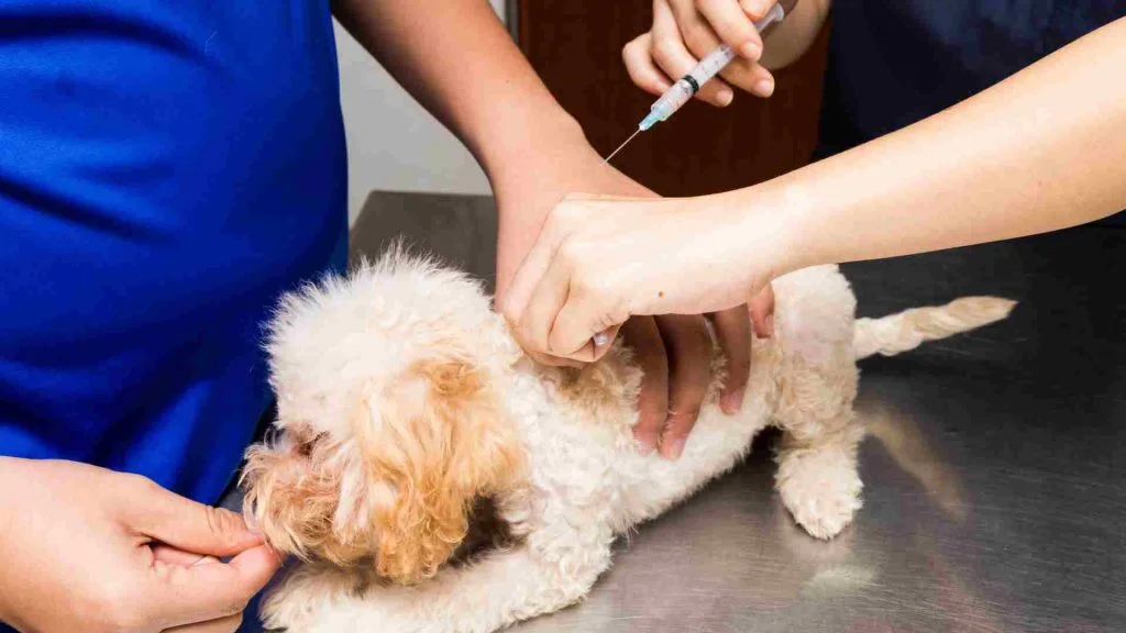 Köpek Aşı Fiyatları 6 Köpek Aşı Fiyatları Ankara