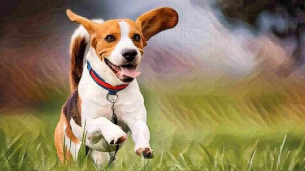 Beagle hayvan ismi