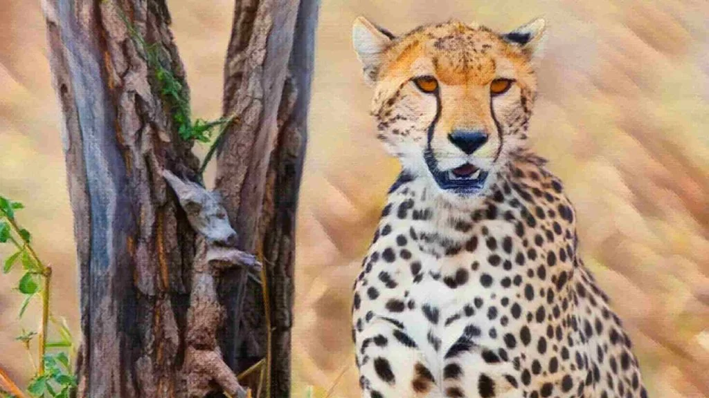 Cheetah hayvan ismi