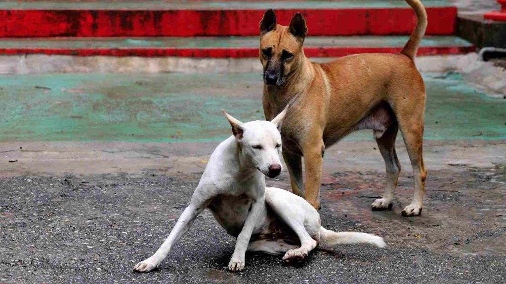 beyaz bir köpek erkek köpeğe kur yapıyor